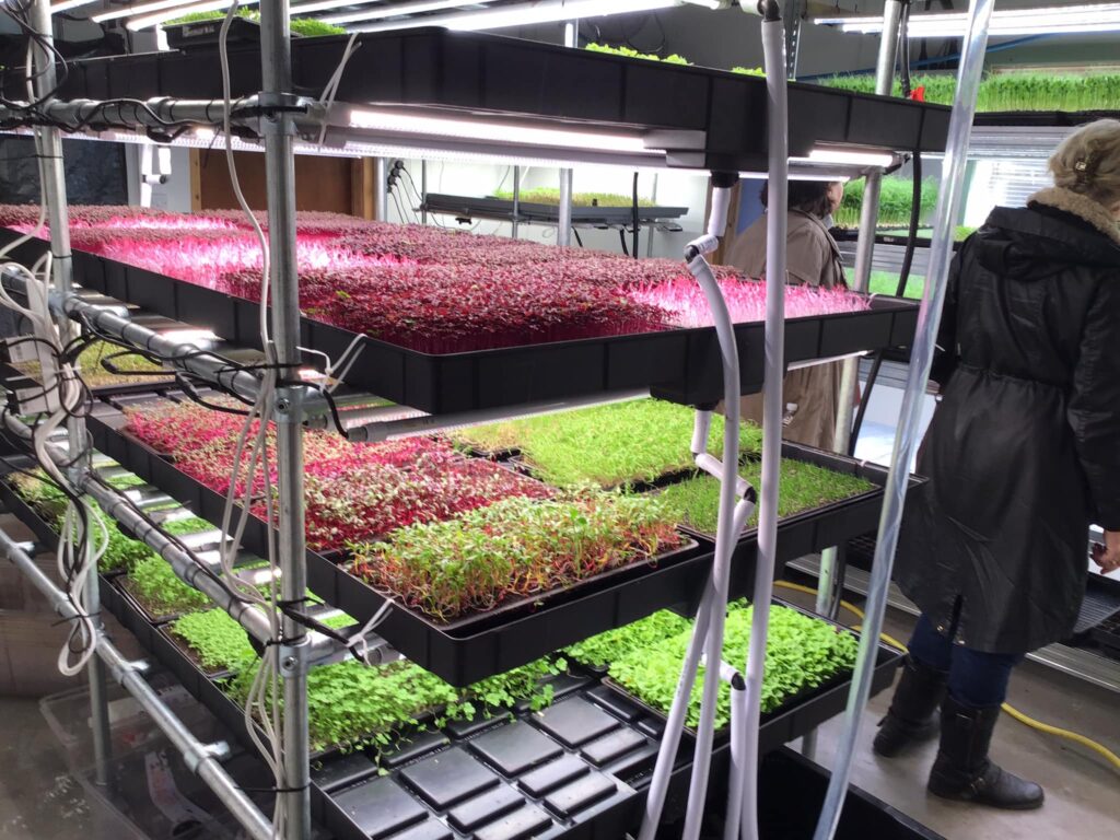 Seedlings growing in trays on shelving
