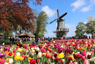 A field of tulips in front of a windmill