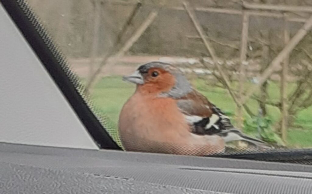 A chaffinch sitting on a car windscreen wiper